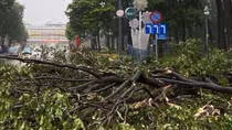 TP Hồ Chí Minh: Nhiều cây xanh gãy đổ trong mưa dông, 1 phụ nữ nguy kịch