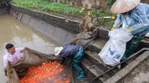 Làng cá chép đỏ Thủy Trầm rộn ràng đón Tết