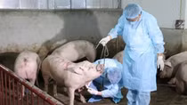 Quyết liệt, đồng bộ giải pháp kiểm soát bệnh dịch tả lợn châu Phi