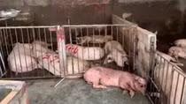 Phát hiện hơn 4.000 kg lợn và sản phẩm thịt lợn có triệu chứng bị bệnh