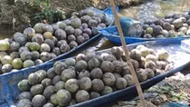 “Chiêu độc” của lái buôn buộc chủ vườn báo Công an điều tra