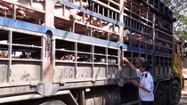 Lợn thịt nhập lậu vẫn ồ ạt tràn vào trong nước dịp giáp Tết