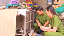 Nuôi nhốt hàng loạt chồn đèn, rắn hổ tại nhà riêng
