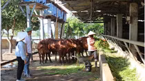 Chăn nuôi tuần hoàn, hướng đi mới của chăn nuôi hiện đại ở Quảng Bình