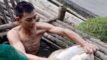 Hơn 2 tấn cá chết bất thường trên sông Mã