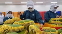Xuất khẩu rau quả đạt gần nửa tỷ USD trong nửa tháng 1/2024