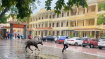 Trâu lao vào điểm thi tốt nghiệp THPT đuổi người