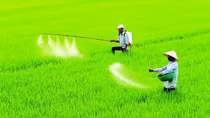Sửa Luật Thuế 71: Vì một nền nông nghiệp hiệu quả, bền vững