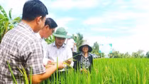 Trồng lúa phát thải thấp, nông dân thu lợi nhuận cao