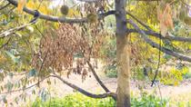 Sầu riêng chết hàng loạt, người dân ở Bình Phước lo lắng