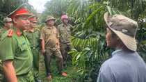 Chủ động ngăn ngừa tội phạm mùa thu hoạch cà phê ở Tây Nguyên