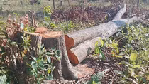 Lợi dụng đêm giao thừa để phá rừng