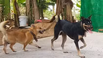 Trách nhiệm của chủ khi vật nuôi gây thiệt hại cho người khác
