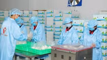 Dừa tươi xuất khẩu chính ngạch sang Trung Quốc dự báo tăng mạnh