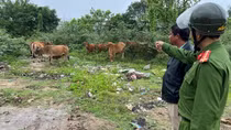 Kẻ trộm 12 con bò là... chủ quán bê thui