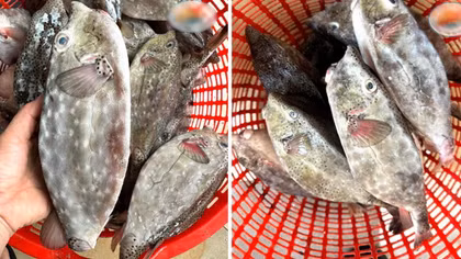 "Chém giá" cá bò hòm, một chủ nhà hàng ở Nha Trang bị phạt 