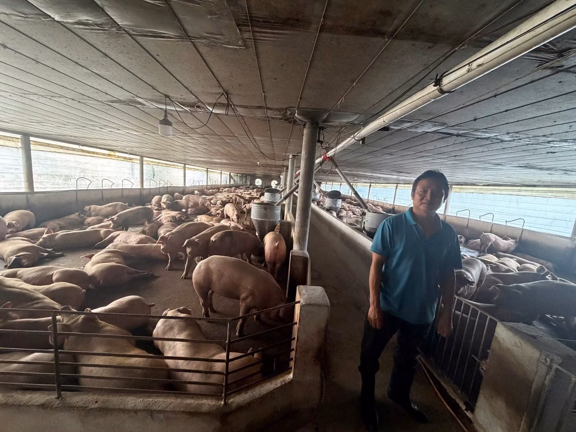 Cơ sở nuôi heo dùng chất cấm để tạo nạc bị phát hiện