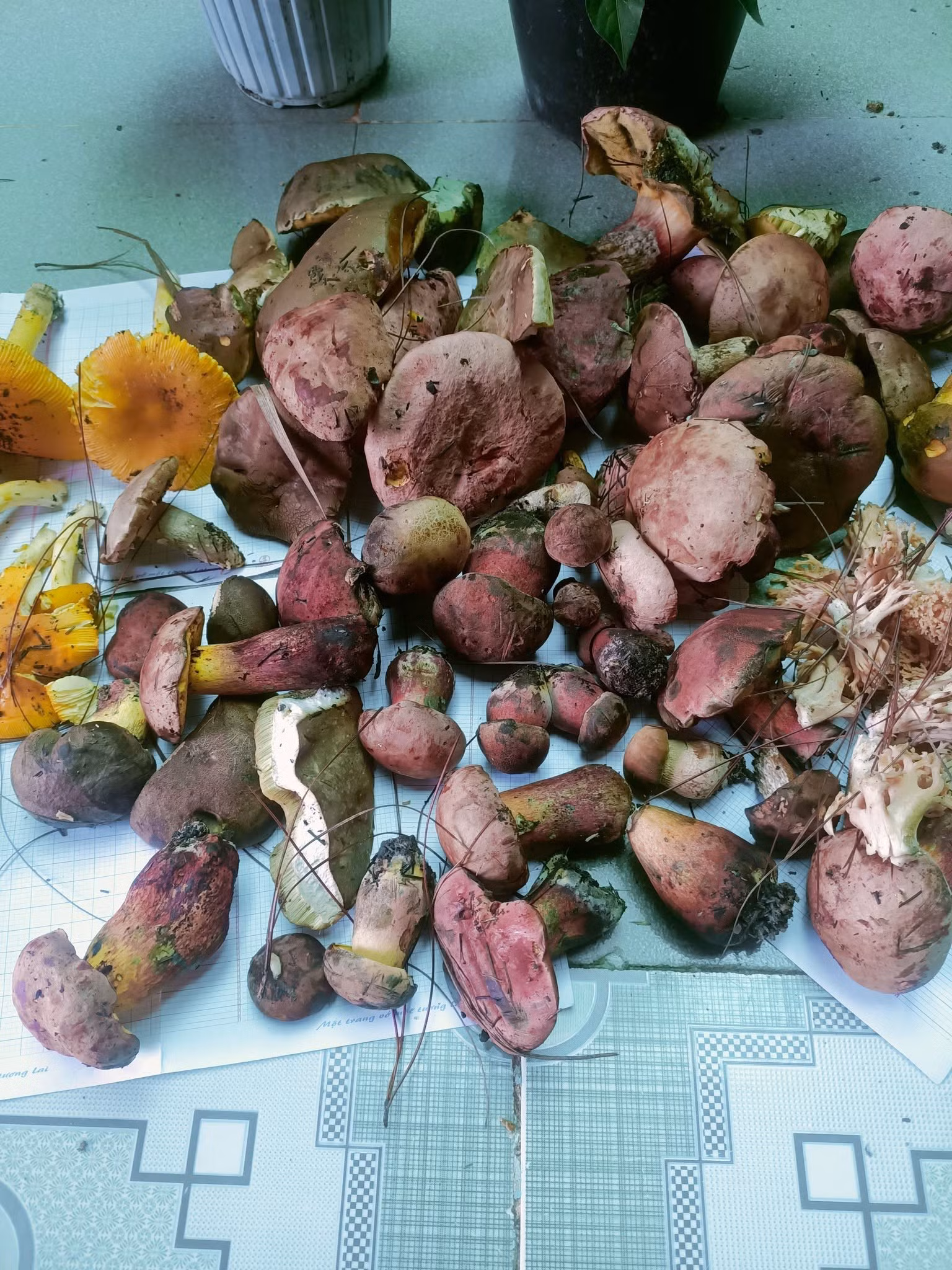 Nhiều loại nấm rừng xuất hiện trên chợ mạng