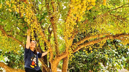 Trải nghiệm tự hái trái cây và ăn tại vườn đem lại nhiều thích thú cho du khách.