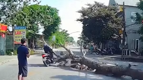 Cưa cây ven đường, cây đổ khiến người đi xe máy tử vong