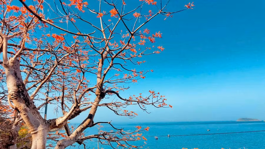 Từ mùa hoa ngô đồng đỏ lan tỏa thông điệp bảo tồn di sản biển đảo