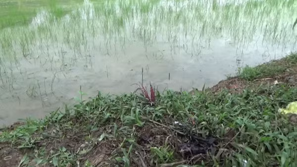 Dính điện bẫy chuột, 2 anh em ruột thương vong