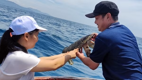 Giải cứu thành công một cá thể rùa biển cực kỳ nguy cấp nặng 7kg