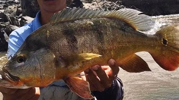 A_highly_predatory_pacock_bass_f-1687746685559.jpg