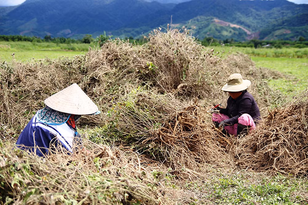 a luoi.jpg -0