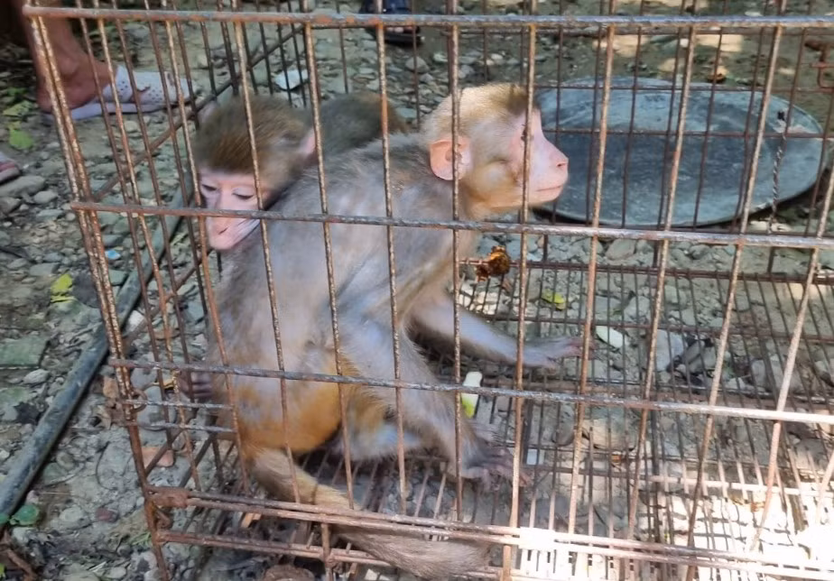 Vận động người dân giao nộp 2 cá thể khỉ vàng quý hiếm thả về tự nhiên -0