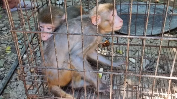 Vận động người dân giao nộp 2 cá thể khỉ vàng quý hiếm