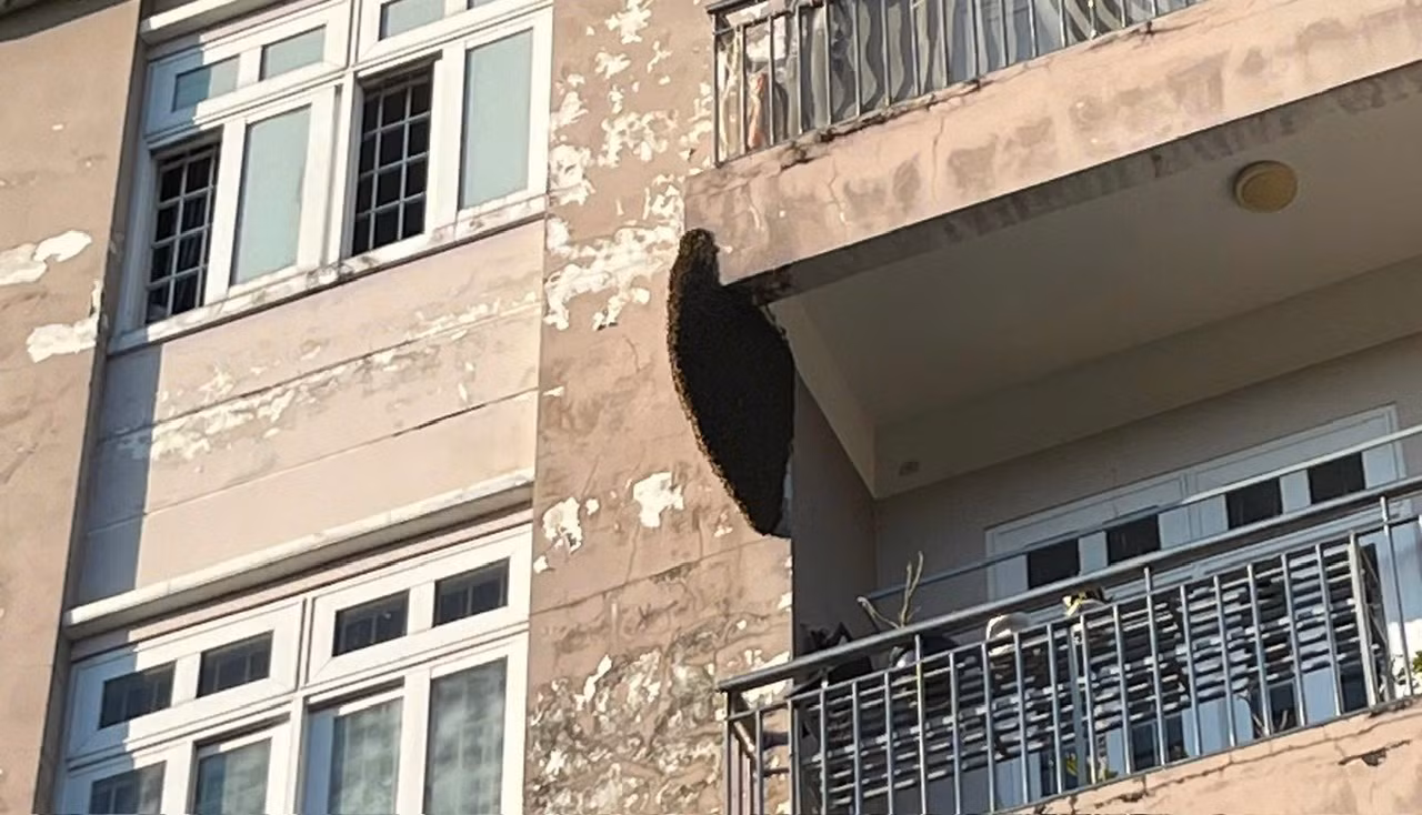Dân trút gánh nặng khi tổ ong dài gần 1m đe dọa nhiều tháng nay được phá bỏ -0