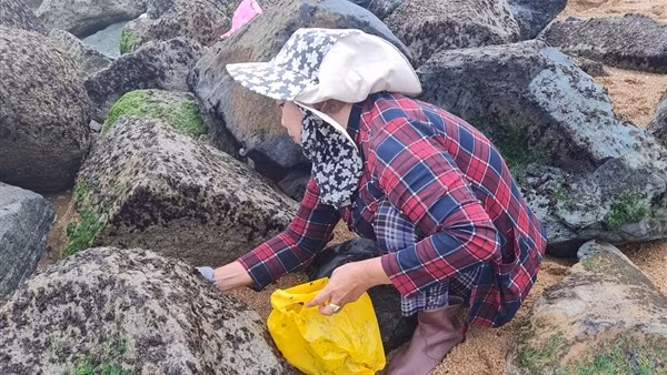 Đời mưu sinh nghề rong biển bên ghềnh đá