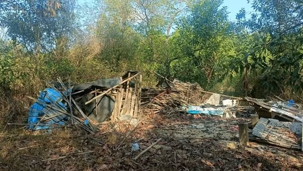 Voi rừng tấn công người dân, quật chết bò và phát nát nhiều hoa màu
