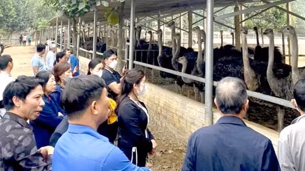 Bẫy lừa từ những “tour du lịch 0 đồng”