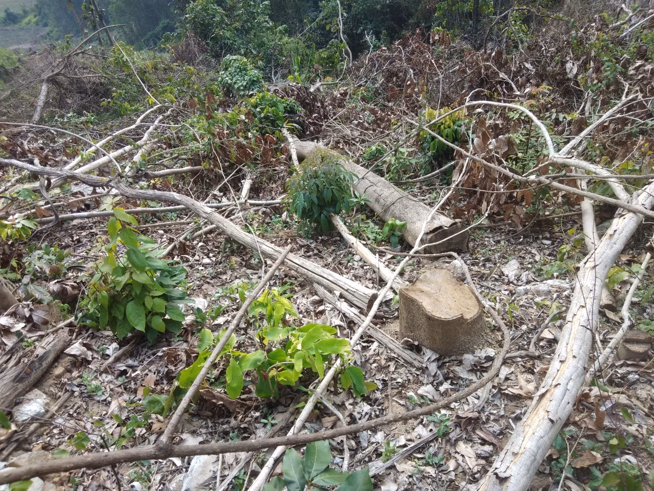 Truy xét hành tung thủ phạm đốn hạ, phát dọn những vạt rừng phòng hộ -0