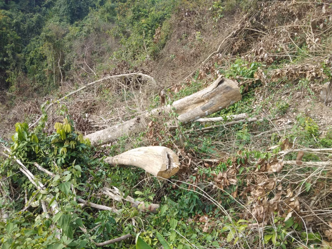 Truy xét hành tung thủ phạm đốn hạ, phát dọn những vạt rừng phòng hộ -0