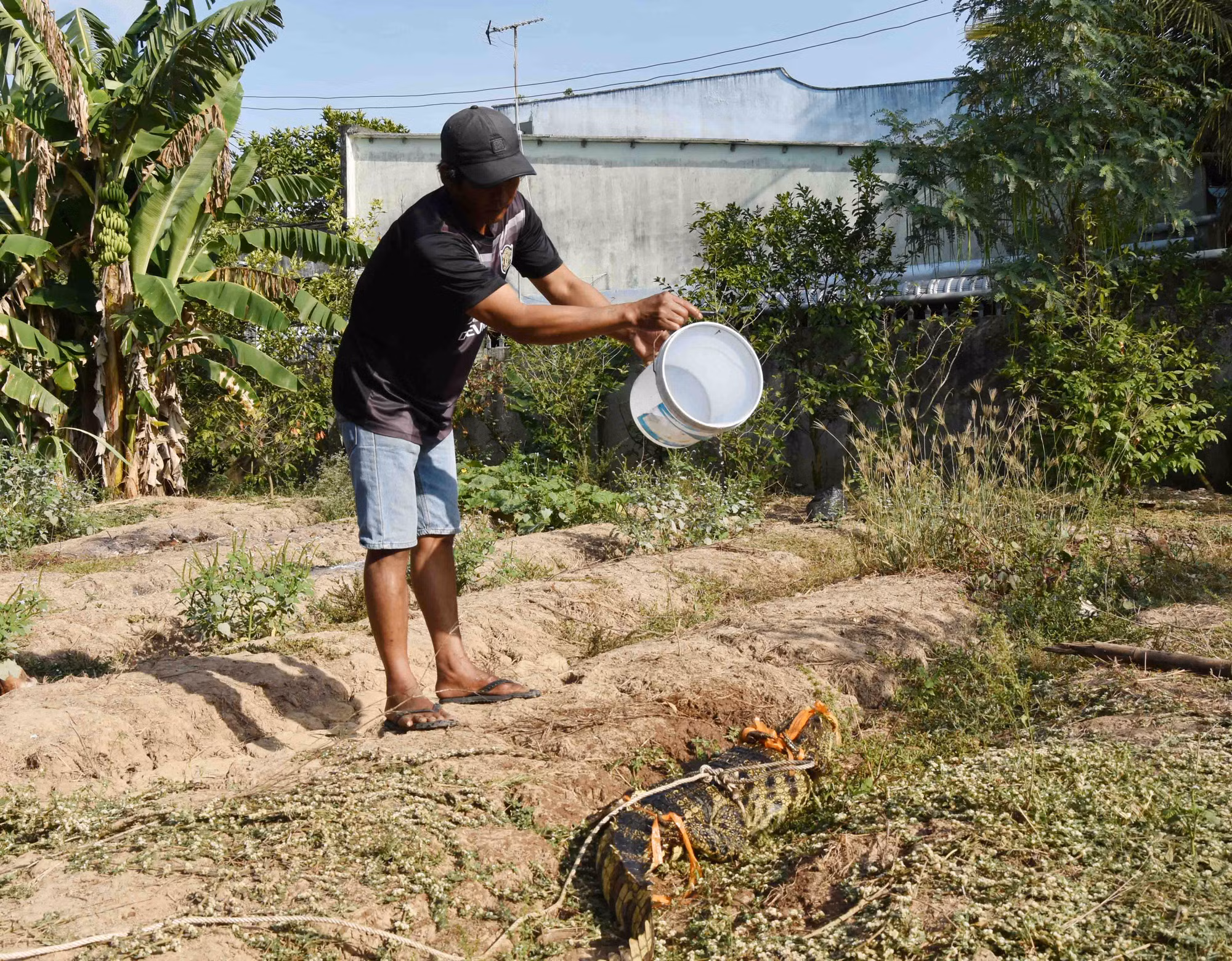 Đã bắt được cá sấu nghi đi lạc vào ao cá nhà dân ở Bạc Liêu -2