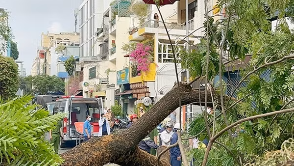 Nên có bảo hiểm trong đảm bảo an toàn cây xanh