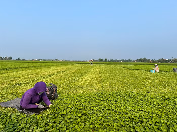 Rau má ven sông Bồ “bí” đầu ra, nông dân điêu đứng -0