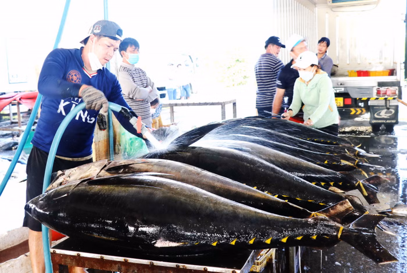Sôi động chương trình kích cầu du lịch với chủ đề “Cá ngừ Đắk Lắk - Tinh hoa câu vàng” -0