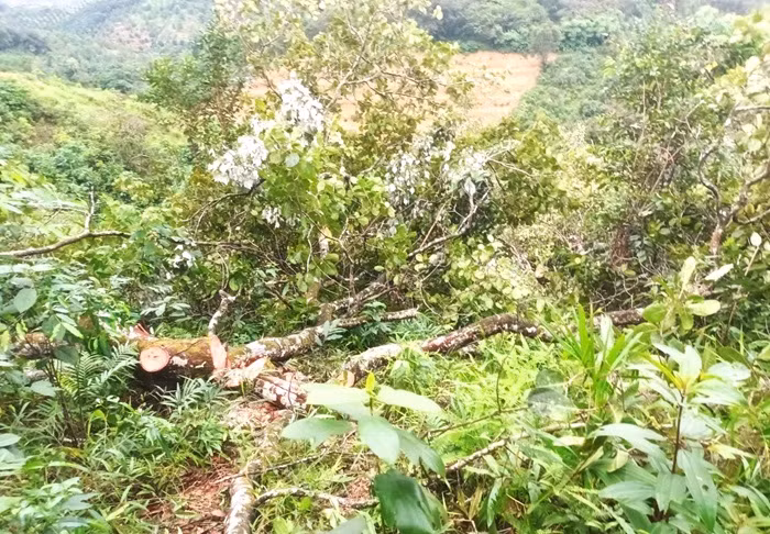  “Khổ chủ” tóa hỏa vì 2ha điều bị cưa trắng -0