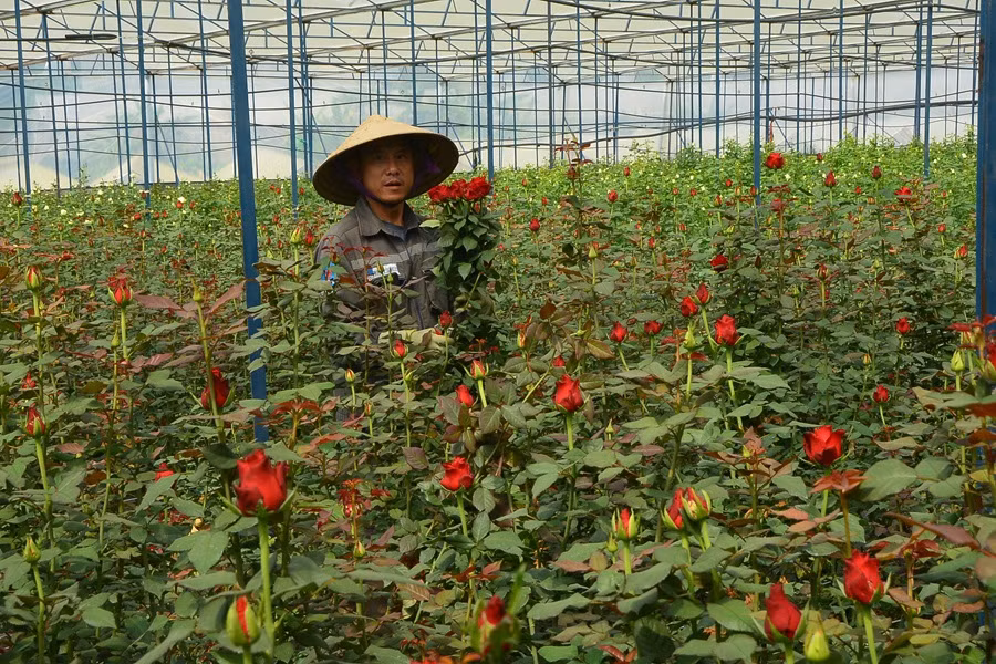 Hành trình lập nghiệp của những người con xa xứ -1