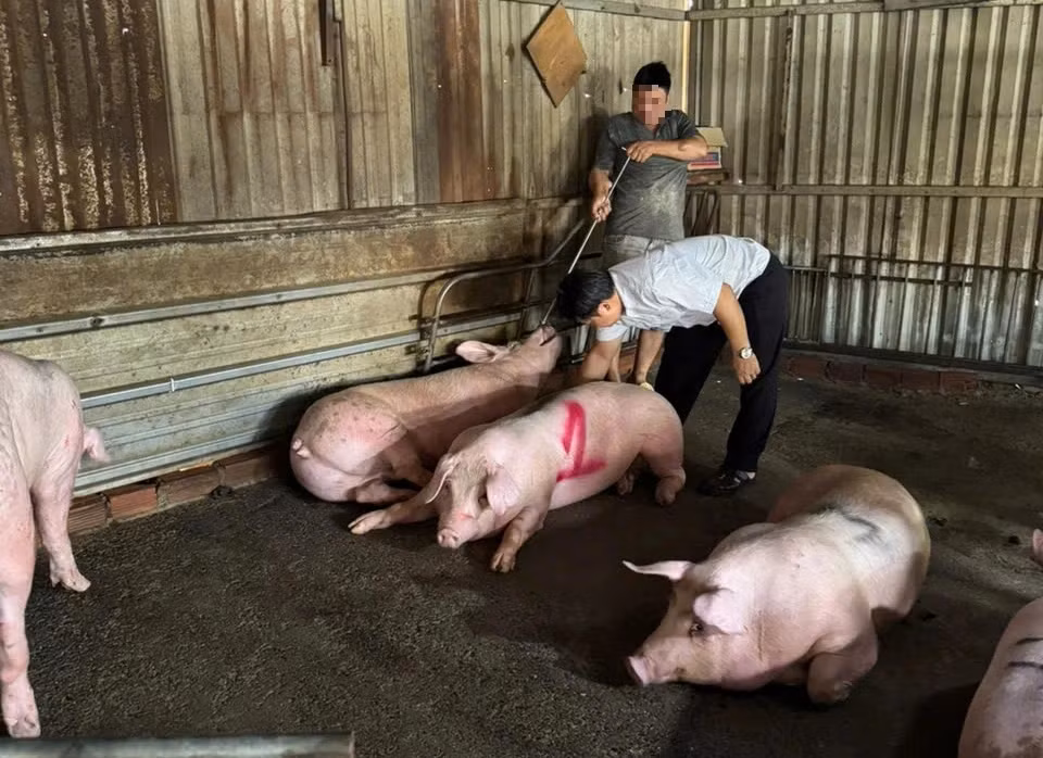TP Hồ Chí Minh: Quyết liệt cuộc chiến chống “thực phẩm bẩn” từ cửa ngõ đến bàn ăn -0