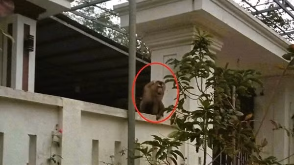Một phụ nữ bị khỉ tấn công phải nhập viện
