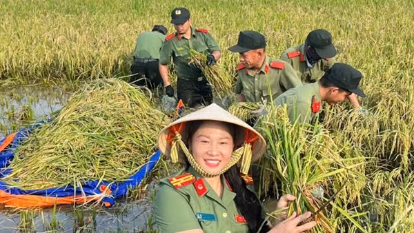 Học viện Chính trị CAND hỗ trợ người dân thu hoạch lúa bị ngập úng sau bão số 11