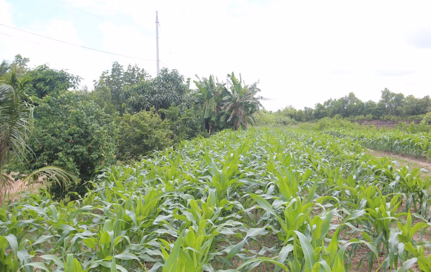 Agribank tiếp sức người nuôi cua Năm Căn Cà Mau -0
