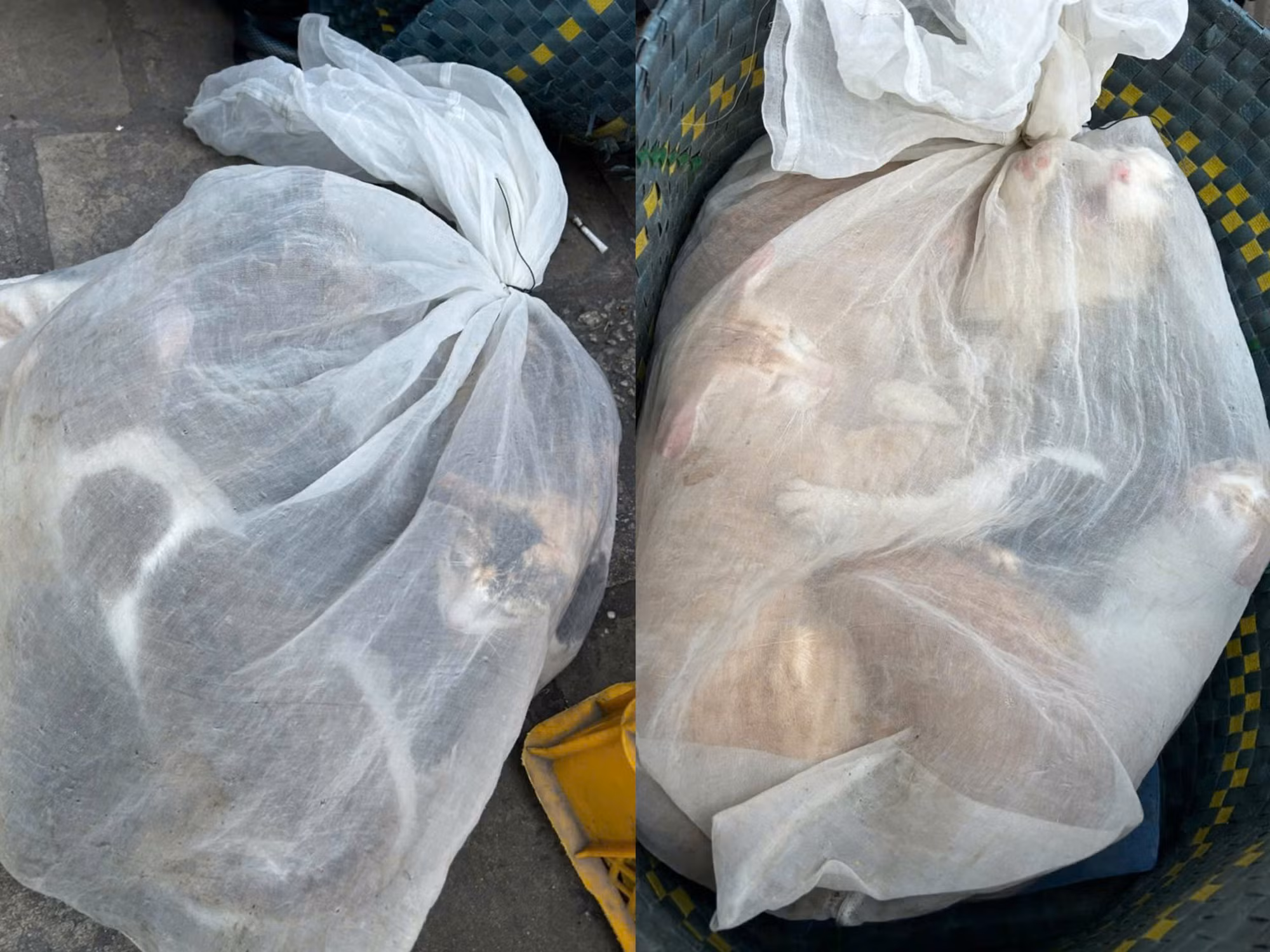 Triệt phá nhóm đối tượng trộm cắp, tiêu thụ chó, mèo không rõ nguồn gốc số lượng lớn -2