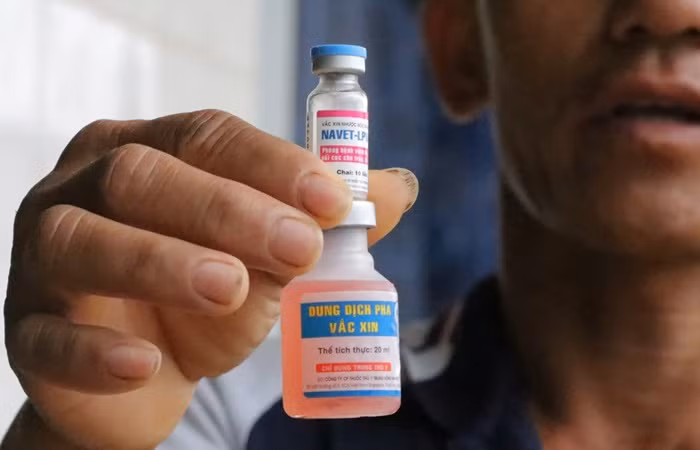 Tiêm vaccine khiến 6.312 con bò sữa bị bệnh, 415 con đã chết -0