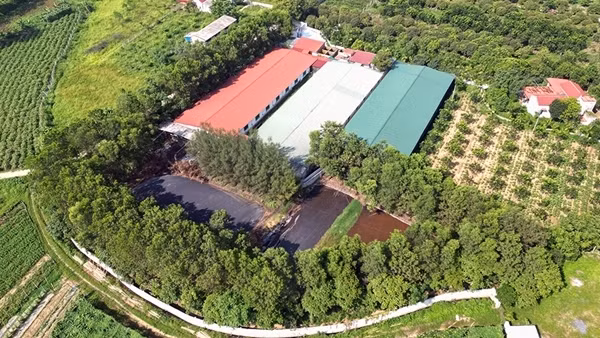 Người dân bức xúc vì trại lợn bốc mùi hôi thối nồng nặc